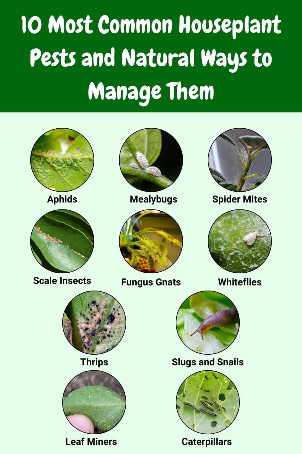 10 Most Common Houseplant Pests and Natural Ways to Manage Them