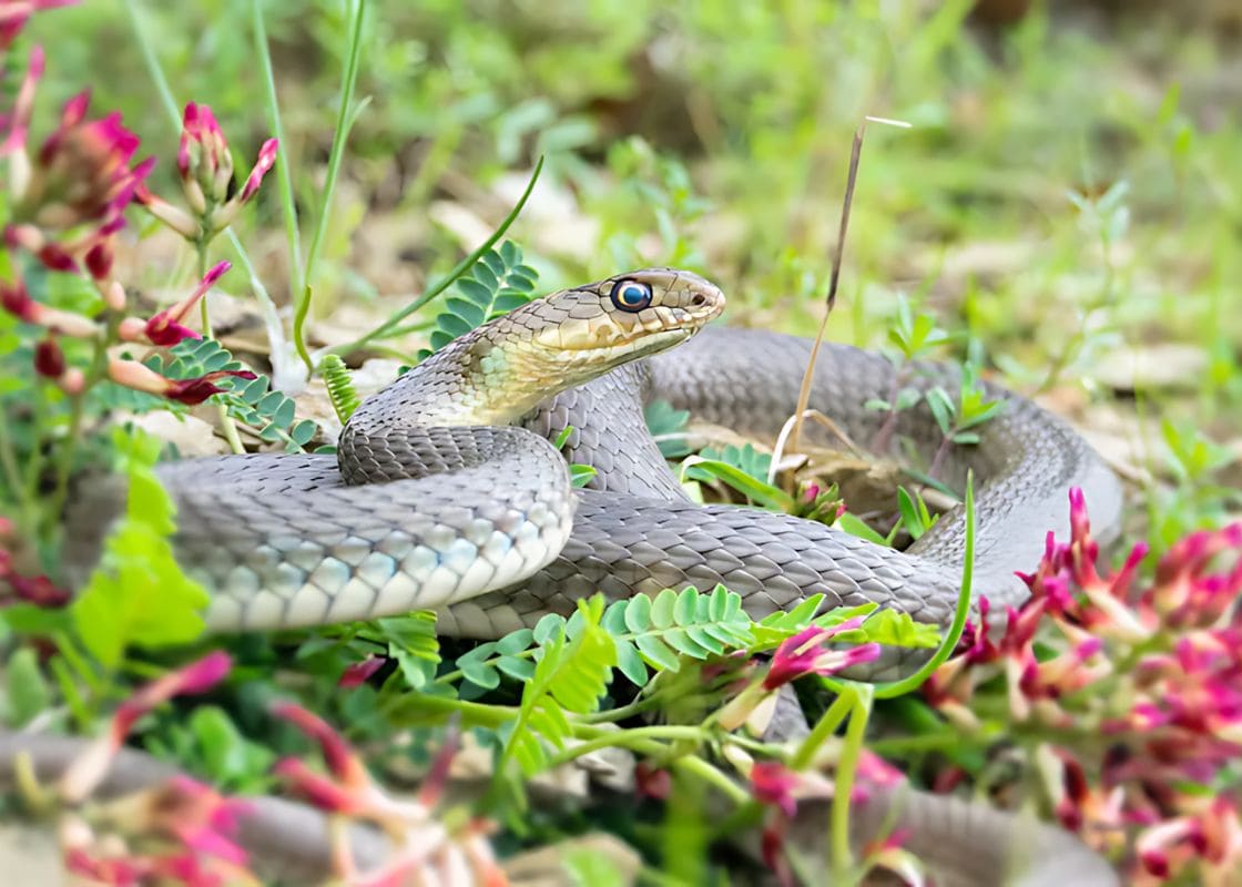 10 Powerful Scents That Will Keep Snakes Out of Your Garden