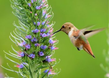 10 Purple Flowers To Create A Hummingbird Paradise