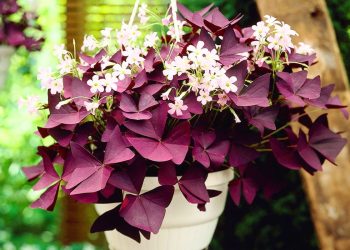 10 Reasons Everyone Should Plant a Purple Shamrock in the House