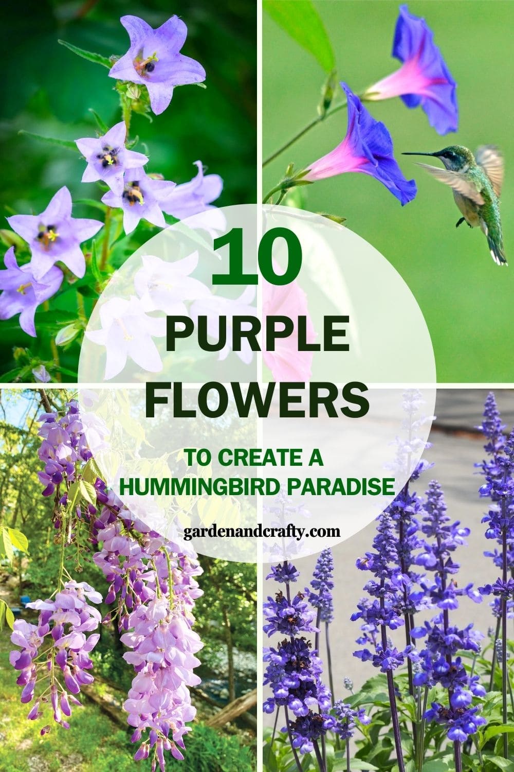 10 Stunning Purple Flowers To Create A Hummingbird Paradise