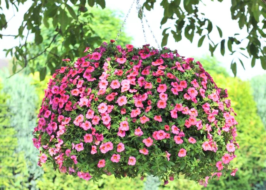 Follow These Tips to Keep Your Hanging Flowers Blooming All Summer