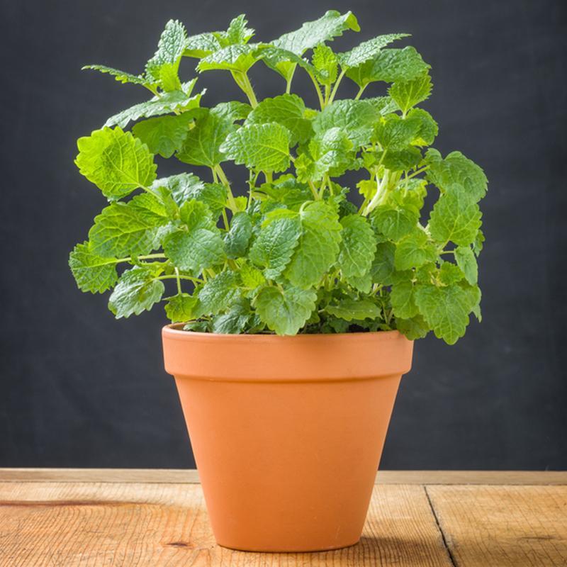 Lemon Balm