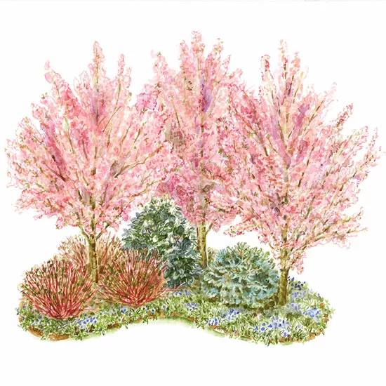 Shrub and Tree Corner Garden Plan