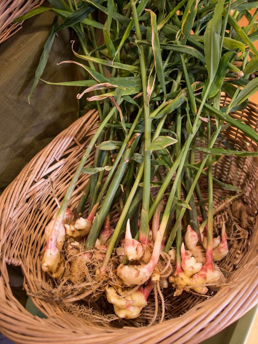 Harvest Ginger