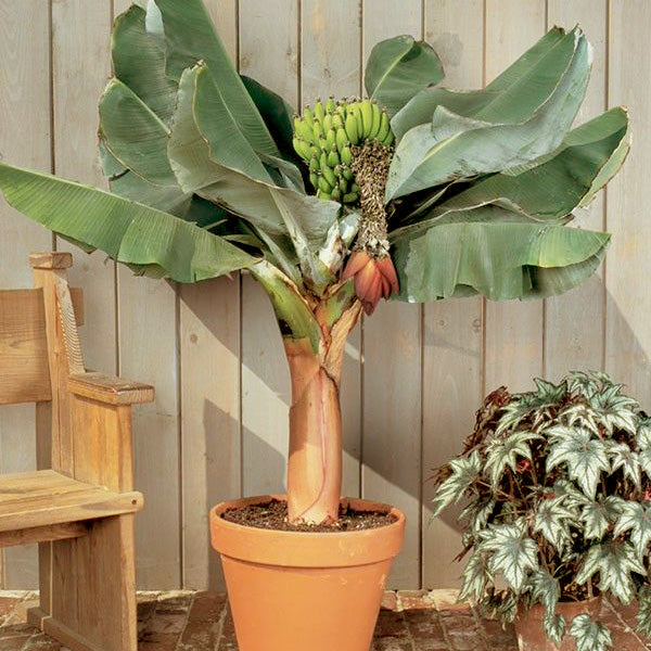 Dwarf Banana Tree