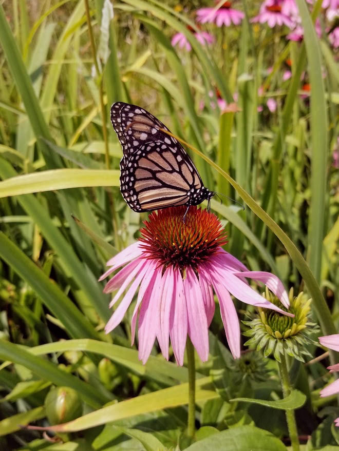 Coneflower