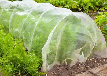 12 Methods You Must Try to Safeguard The Garden From Pests