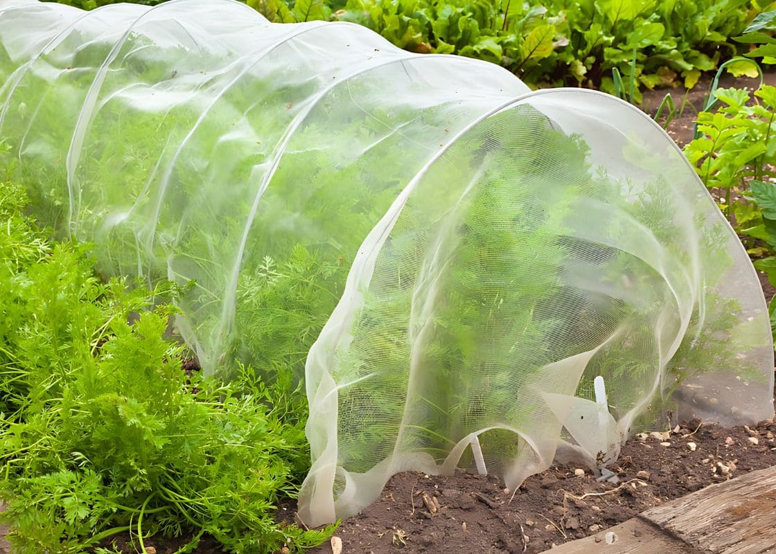 Top 12 Methods You Must Try to Safeguard The Garden From Pests