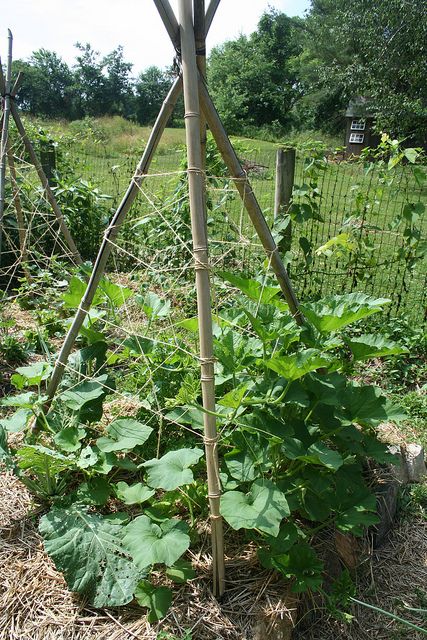 Teepee Trellis