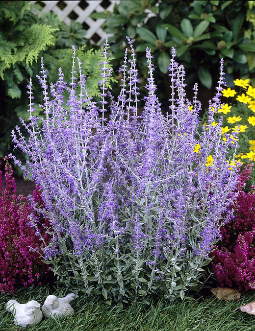 Russian Sage