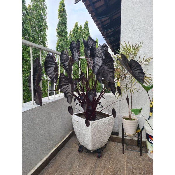 Black Ripple Colocasia