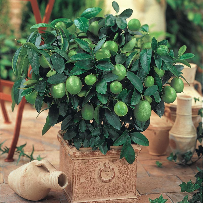 Dwarf Lime Tree