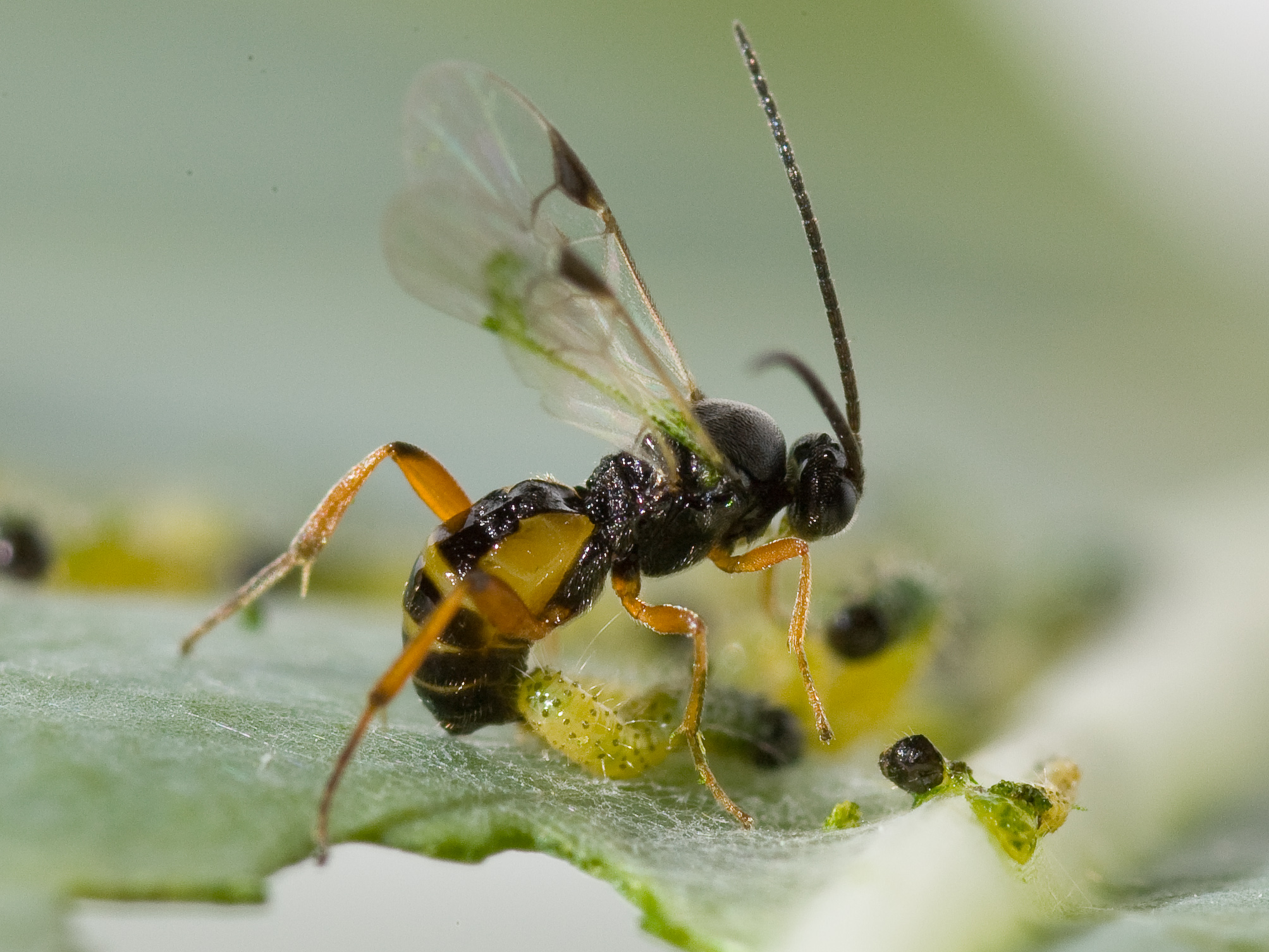 Parasitic Wasps