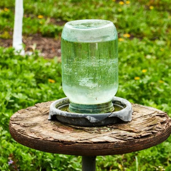 How to Make a Very Cheap Bee Waterer