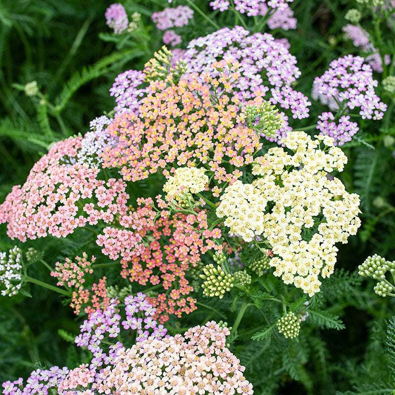 Yarrow