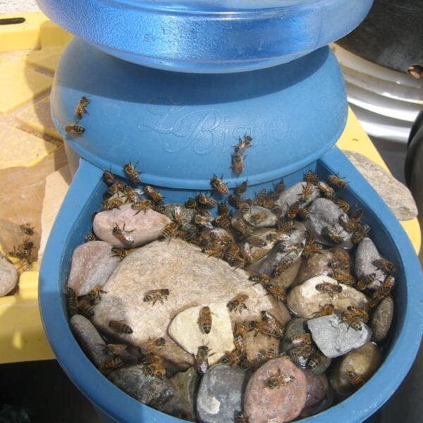 How to Make a Very Cheap Bee Waterer