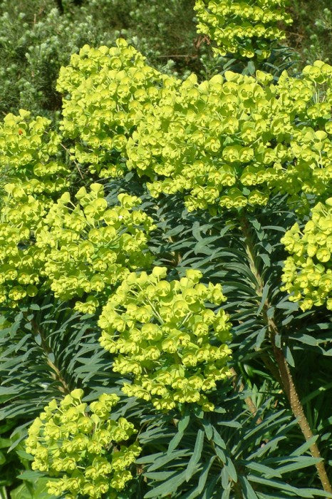 Euphorbia