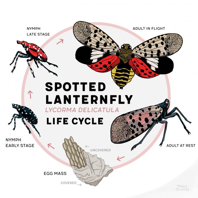 Life Cycle of the Spotted Lanternfly