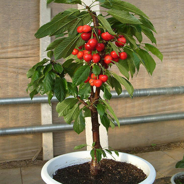 Dwarf Cherry Tree