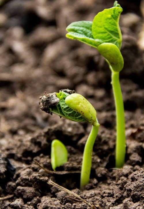 Epsom Salt Improves Seed Germination