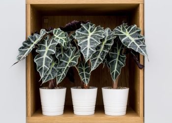 20 Best Black Houseplants