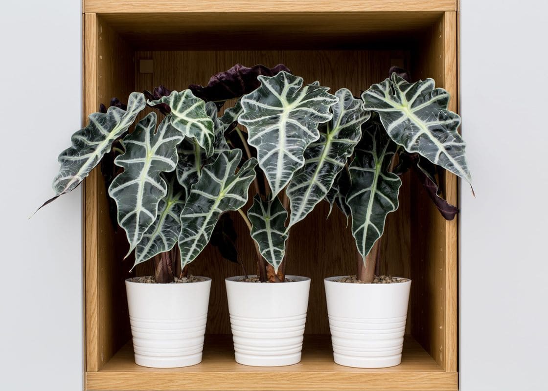 These 20 Black Houseplants Make Sure to Transform Your Living Space