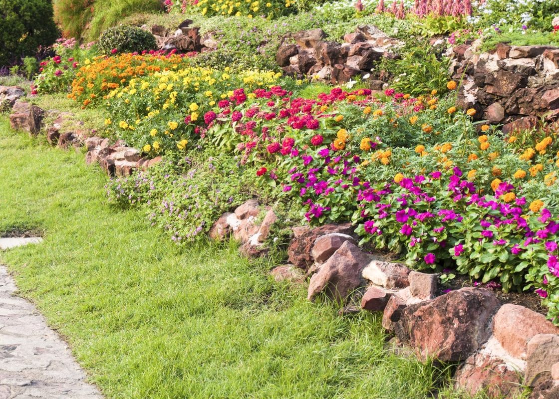 Top 20 Groundcover Plants That Suppress Weeds