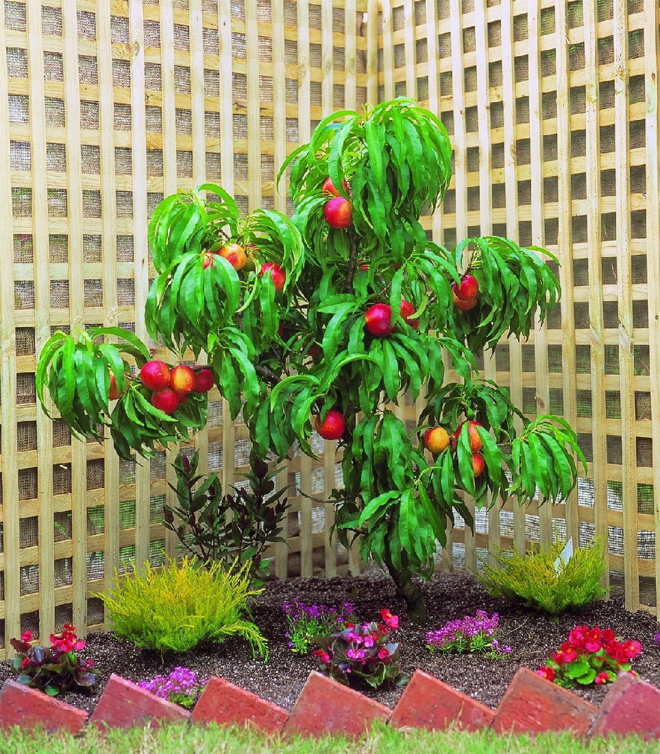 Dwarf Nectarine Tree