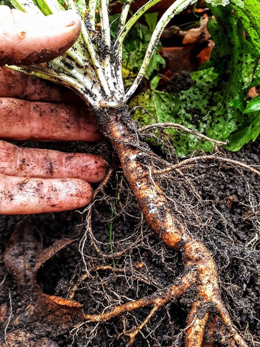 When and How to Harvest Dandelion Roots