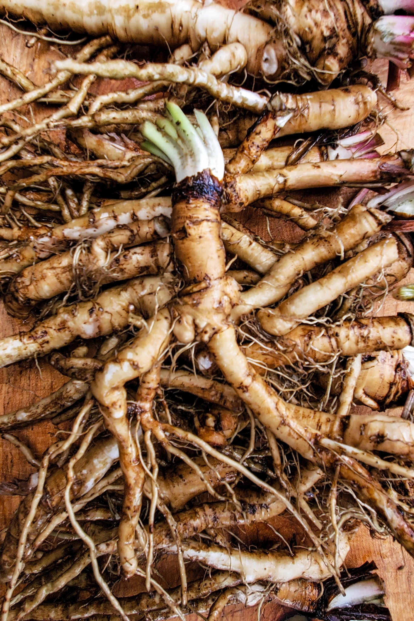 Digestive Health Benefits of Dandelion Roots 