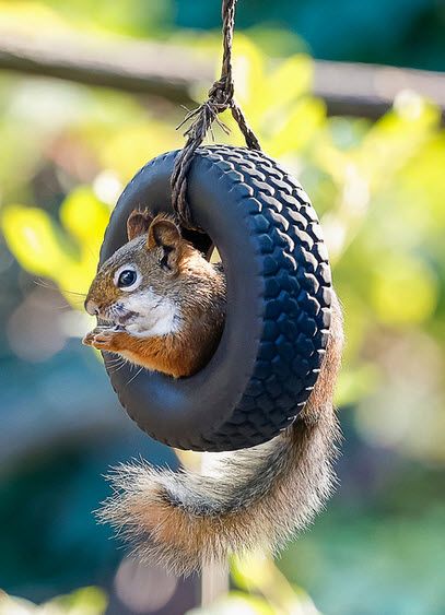 Squirrel Swing Feeder