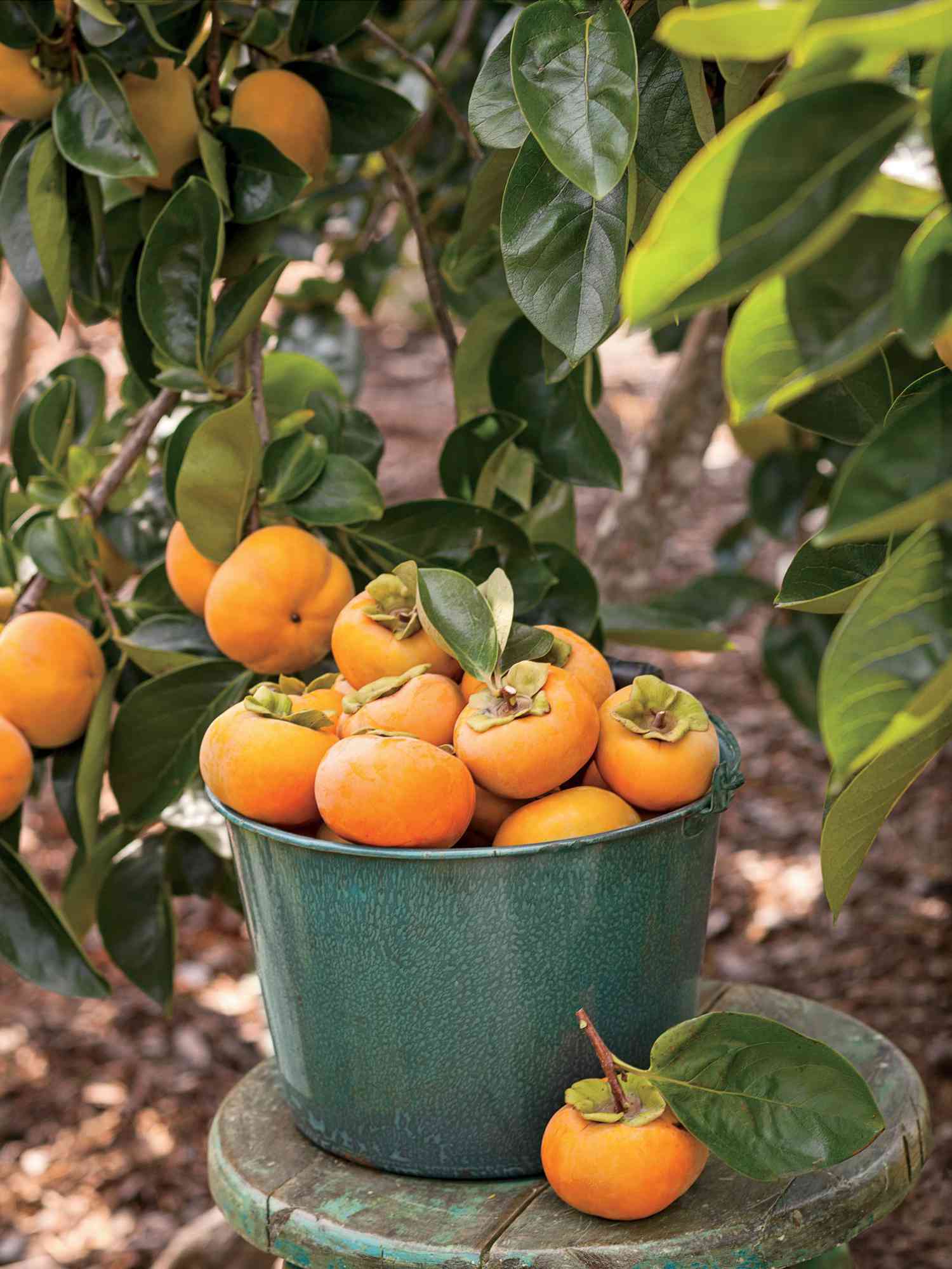 Dwarf Fuyu Persimmon