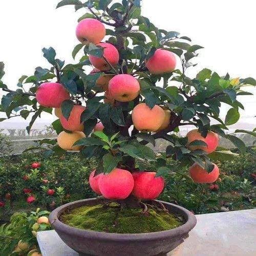 Dwarf Apple Tree