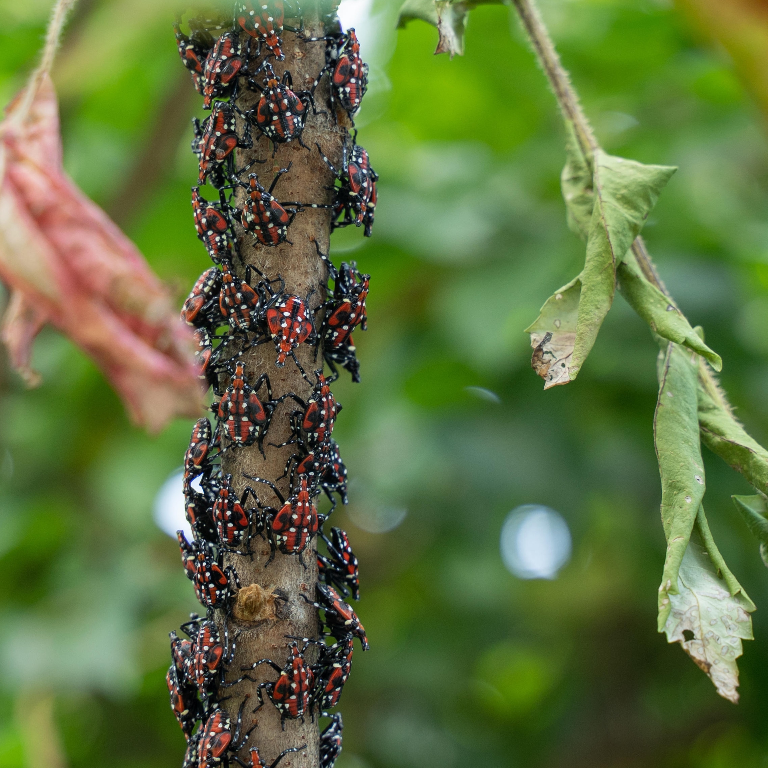 The Nuisance of Spotted Lanternfly