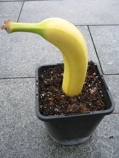 Banana as Natural Pest Repellent