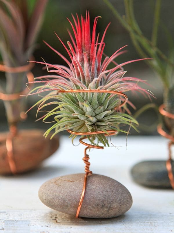 Craft Your Own Unique Wire Air Plant Holders