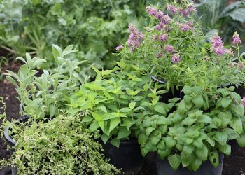 30 Medical Plants You Should Grow for Natural Healing