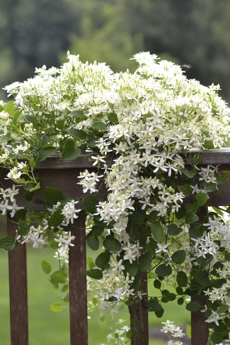 Sweet Autumn Clematis