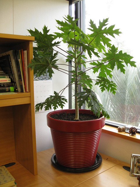 Dwarf Papaya Tree