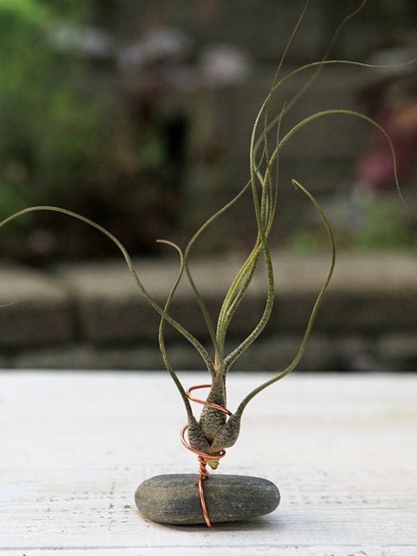 Craft Your Own Unique Wire Air Plant Holders