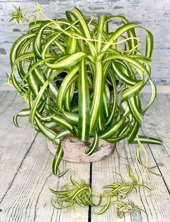 Temperature Requirements of Spider Plants