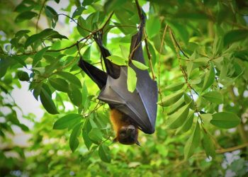 5 Ways to Attract Bats to Your Garden