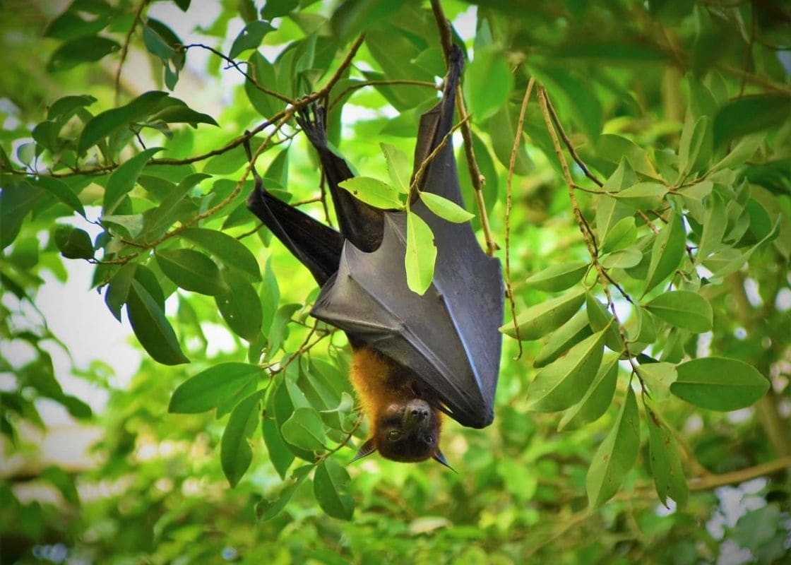 Did You Know Bat Guano Is A Great Fertilizer? Here’re Ways to Attract Bats to Your Garden