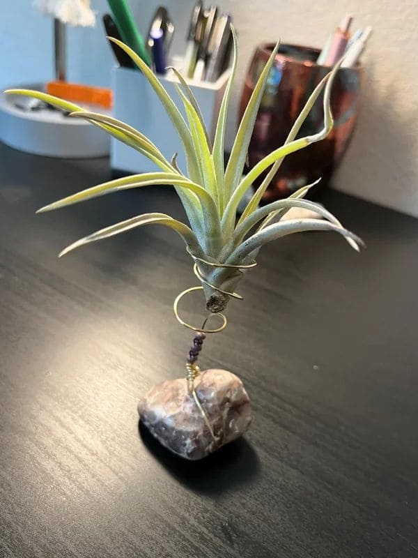 Craft Your Own Unique Wire Air Plant Holders