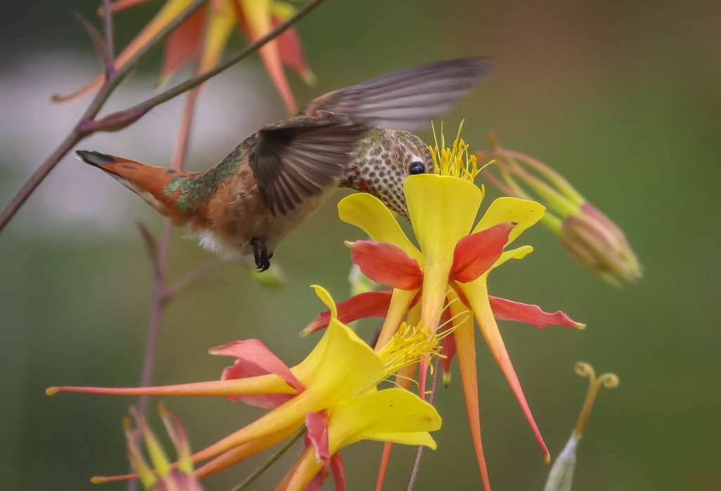 Columbine