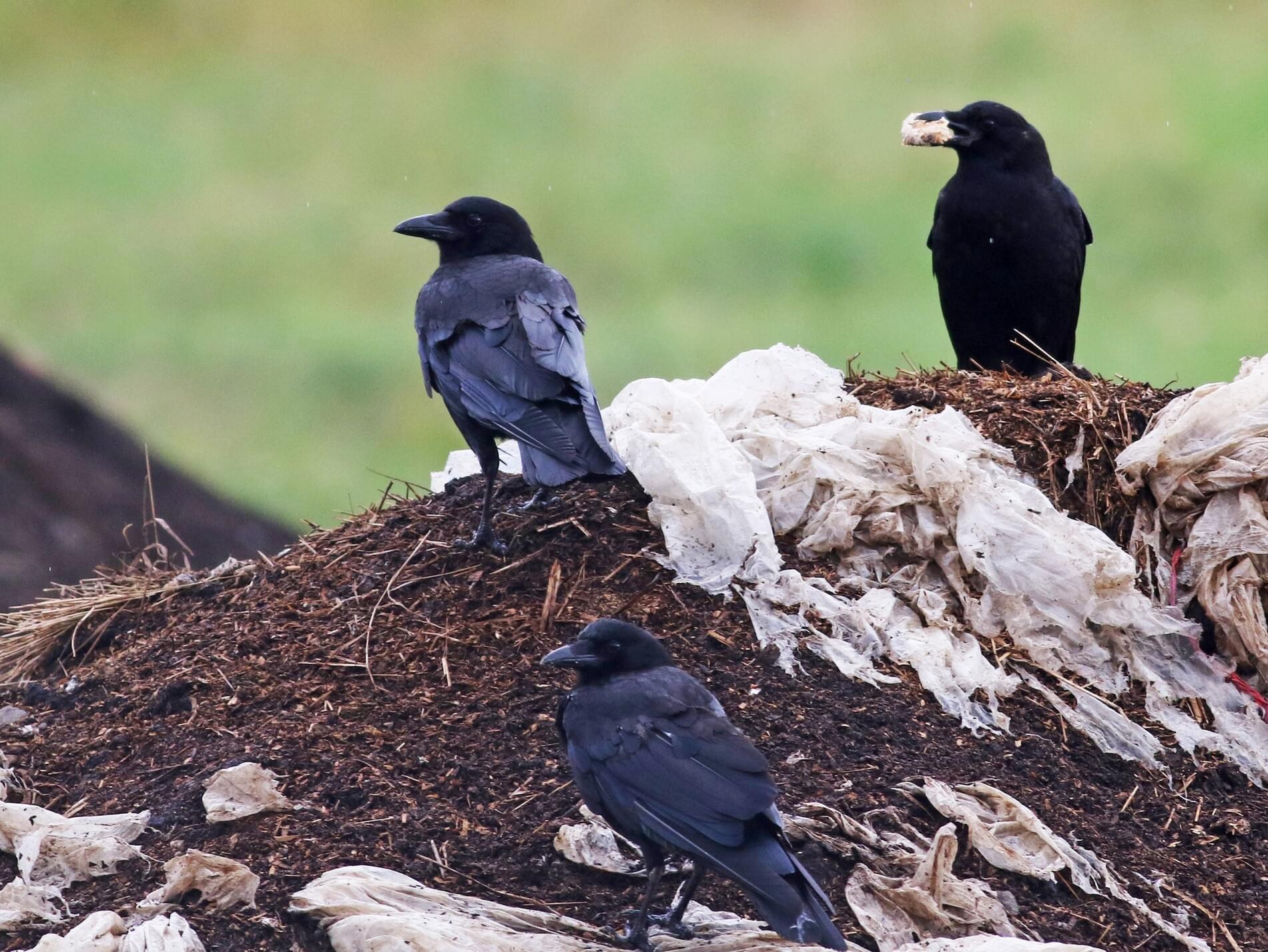 Crows Control Pests