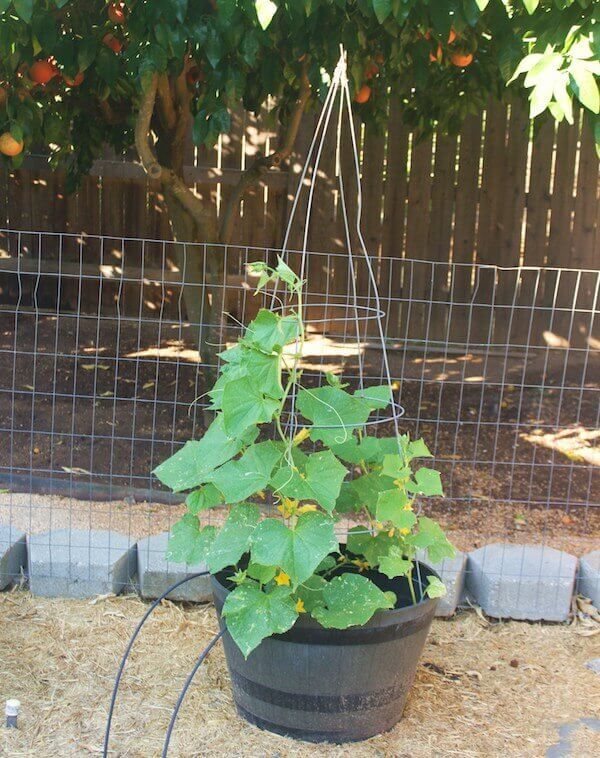 Tomato Cage Trellis