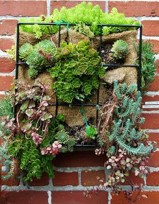 A sedum wall planting