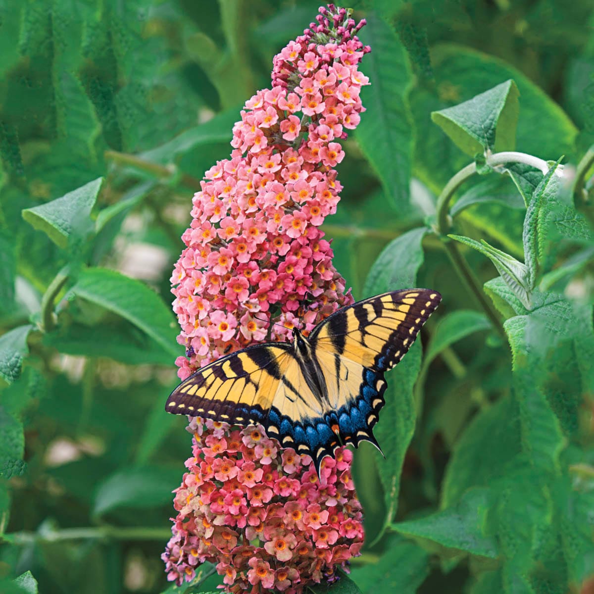 Butterfly Bush